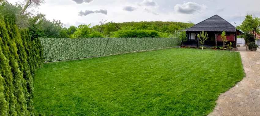 Tisa | Бръшлян